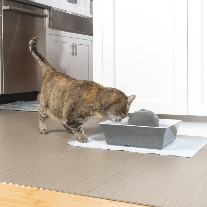 PetSafe® Seascape Pet Fountain Grey & Reviews Wayfair